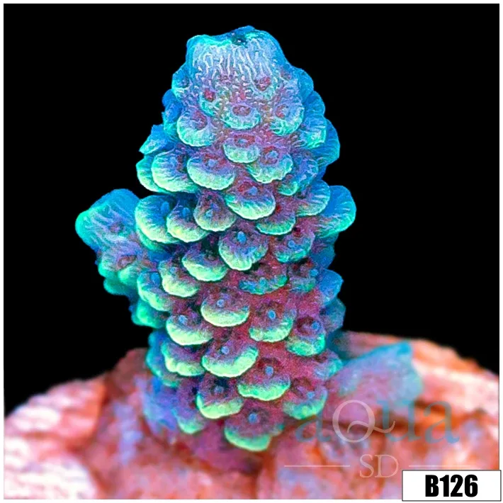 Iced Emerald Millepora - Image 2