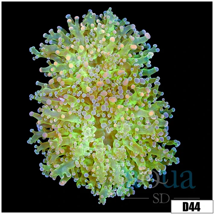 Indo Avocado Frogspawn