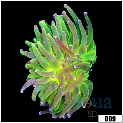 Indo Cotton Candy Torch