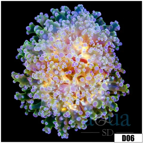 Indo Creamscicle Frogspawn
