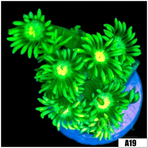 Indo Cultured Neon Lights Goni