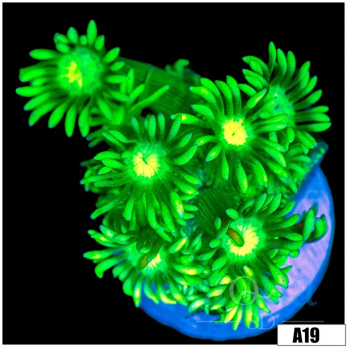 Indo Cultured Neon Lights Goni
