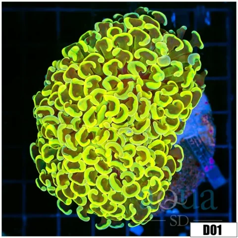 Indo Cultured Neon Wall Hammer
