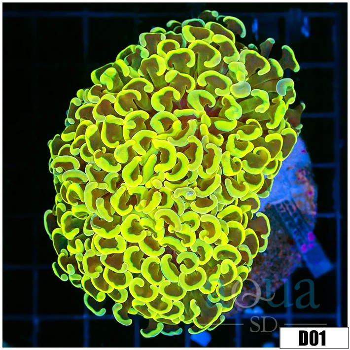Indo Cultured Neon Wall Hammer