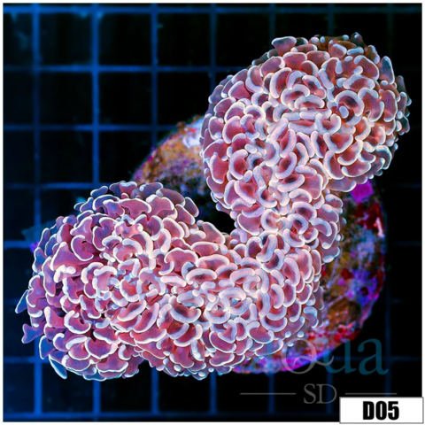 Indo Cultured Pink Wall Hammer