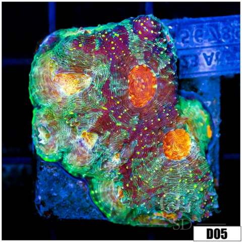 Indo Cultured Rainbow Echinata Colony