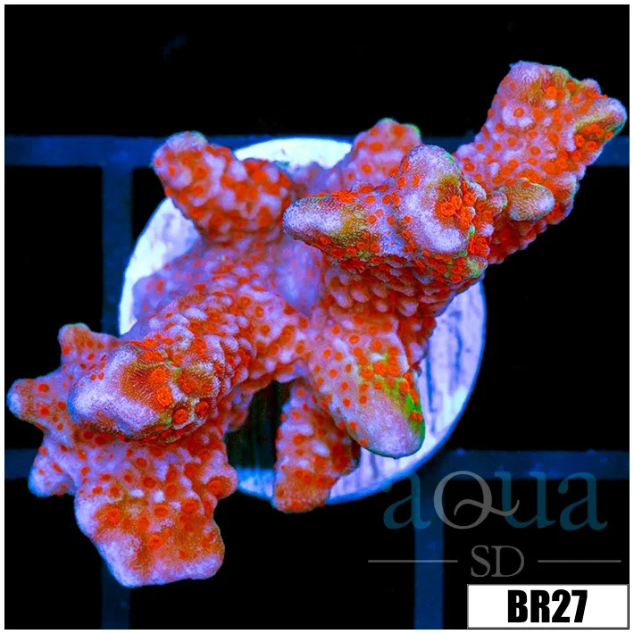 Indo Cultured Red Digitata