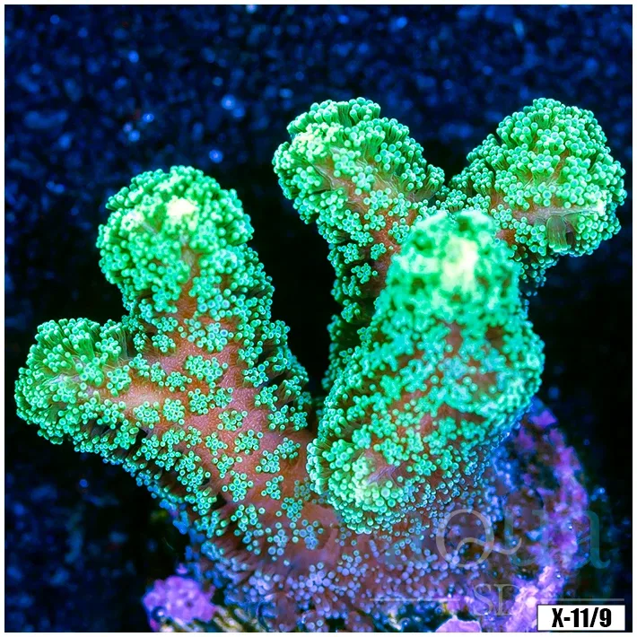 Indo Green Birdsnest Multiples Available
