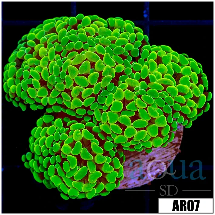 Indo Green Branching Hammer - Image 2