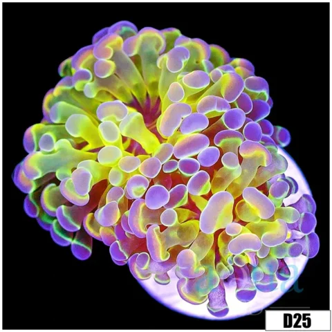 Indo Hologram Hammer