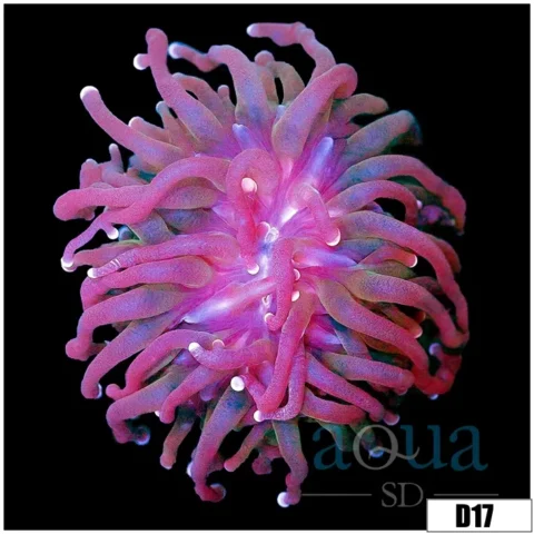 Indo Metallic Tips Torch
