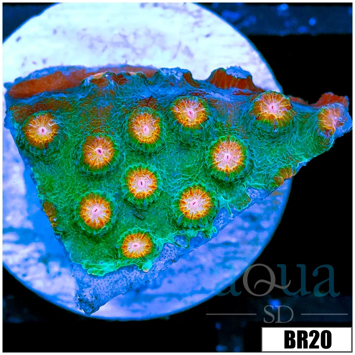 Indo Meteor Shower Cyphastrea