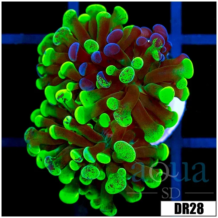 Indo Neon Branching Hammer
