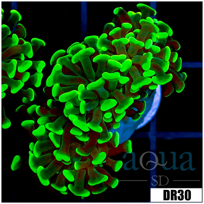 Indo Neon Branching Hammer - Image 2