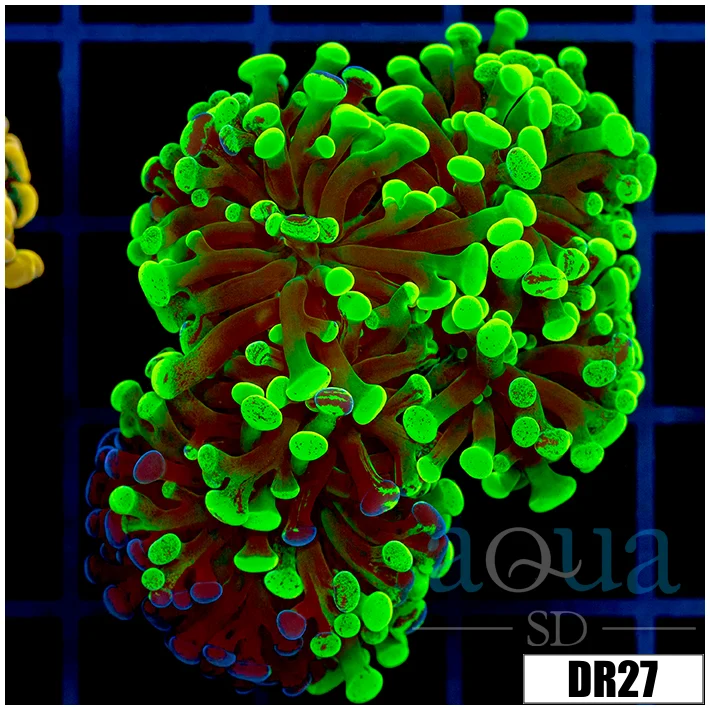 Indo Neon Branching Hammer - Image 3
