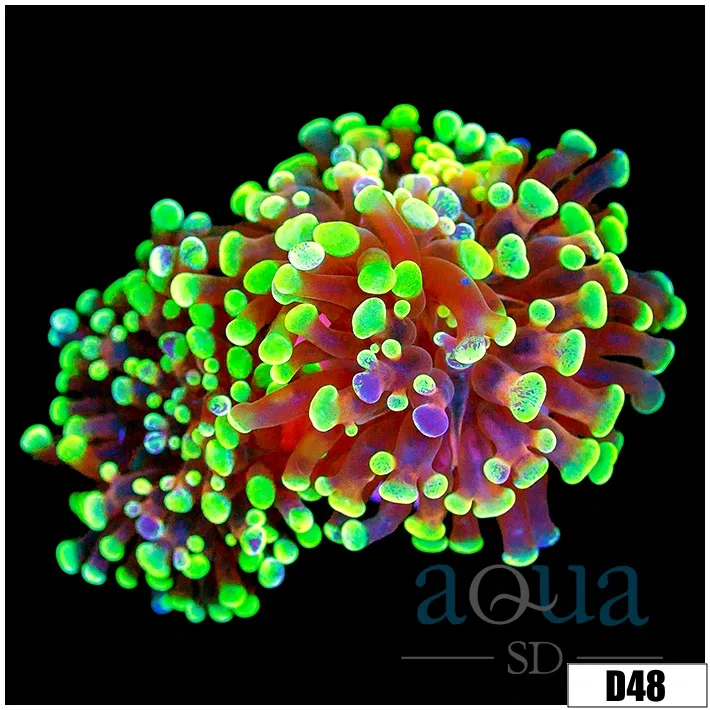 Indo Neon Branching Hammer