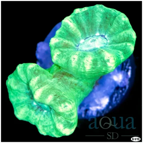 Indo Neon Candy Cane Multiples Available