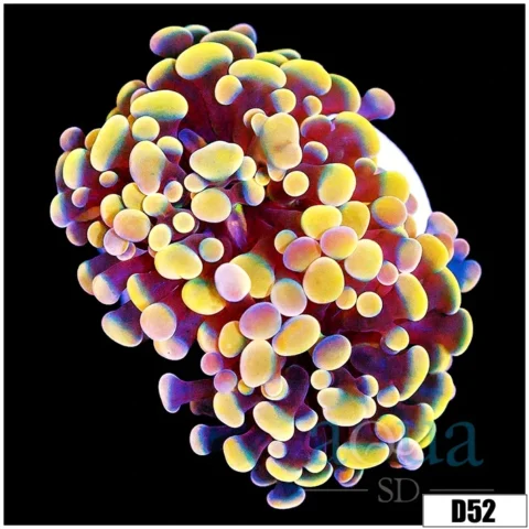 Indo Orange Hammer
