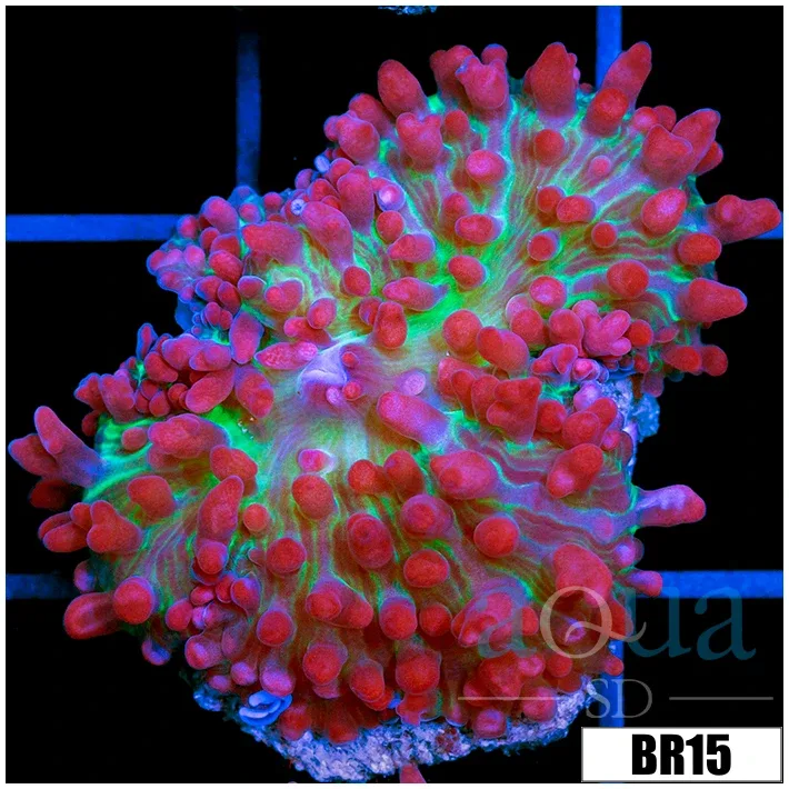 Indo Saint Thomas Mushroom