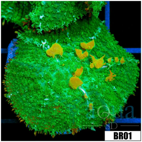 Indo Sunkist Bounce Mushroom