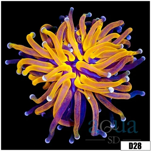 Indo Tiger Torch