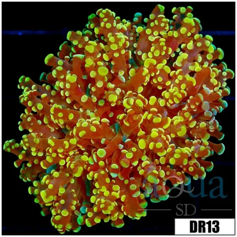 Indo Yellow Tipped Frogspawn