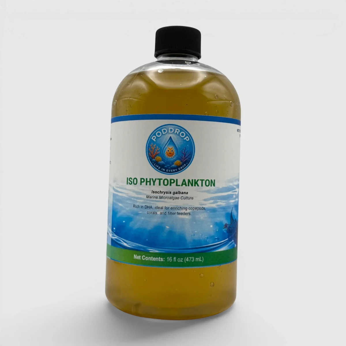 Isochrysis galbana Phytoplankton Culture