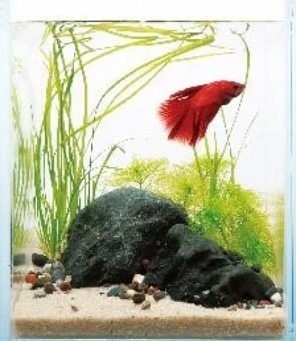 ISTA Diamant Glass Tank 5.9" x 5.9" x 7.1"