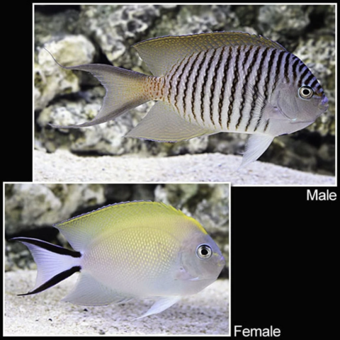 Japanese Swallowtail Angelfish (Female)