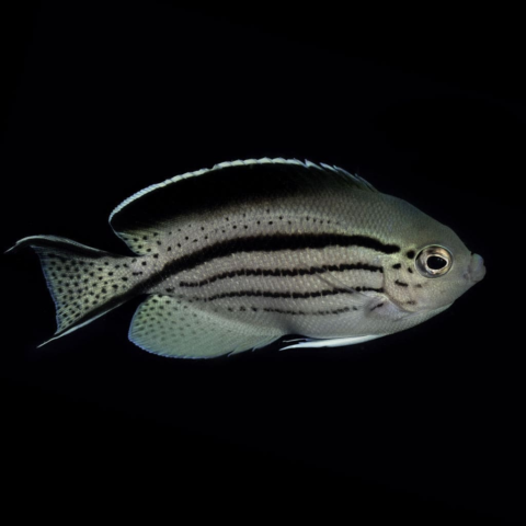 Lamarck Angelfish