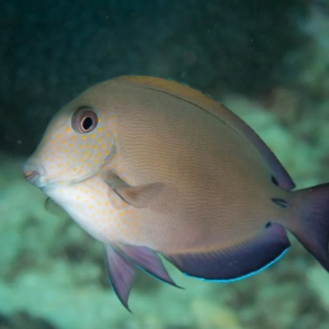 Lavender Tang Med
