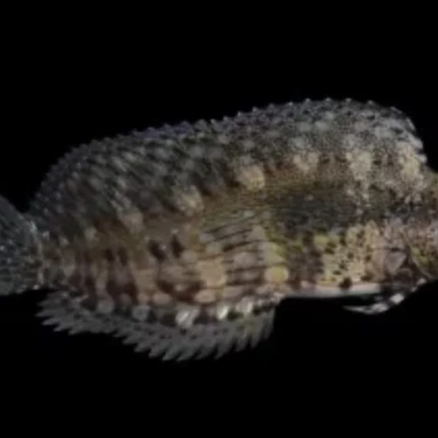 Lawnmower Blenny Md