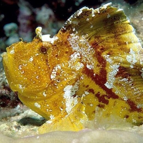 Leaf Scorpion Fish Yellow