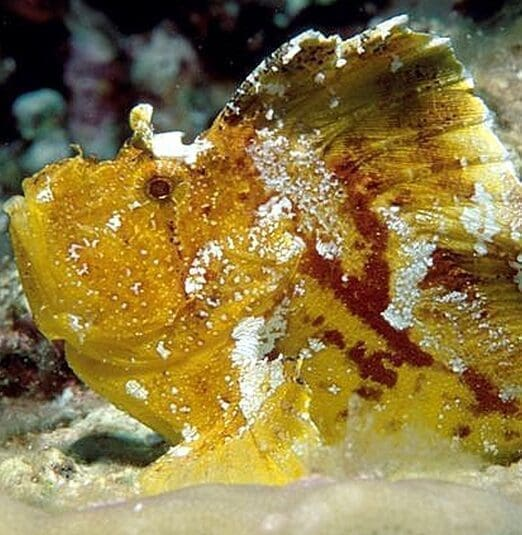 Leaf Scorpion Fish Yellow