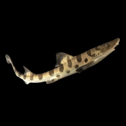 Leopard Shark 3-4 Feet