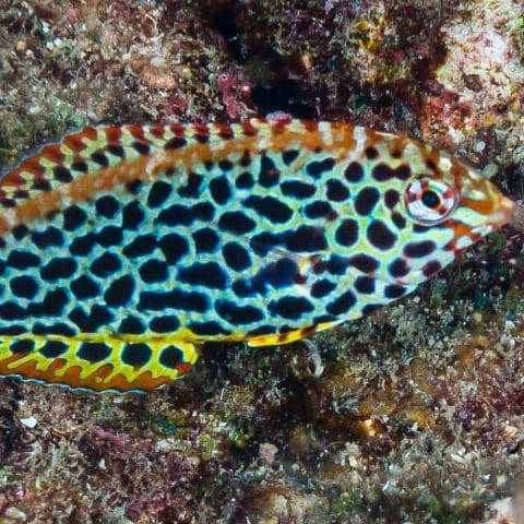 Leopard Wrasse