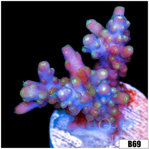 Lime Candlelight Tort Acropora