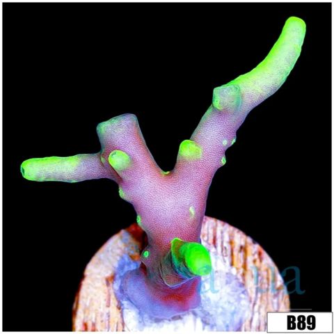 Lime Echinata Acropora
