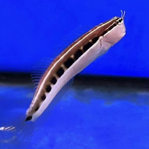 Linear Blenny