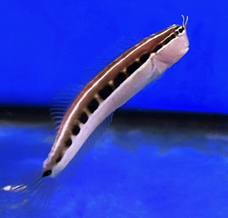 Linear Blenny