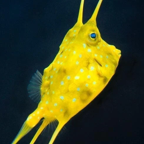 Long Horn Cowfish