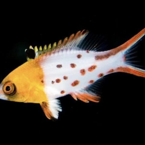 Lyretail Hogfish