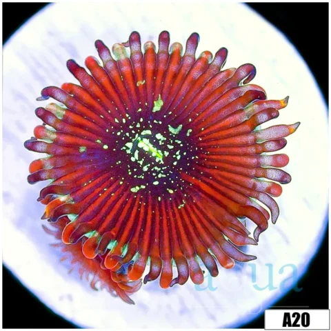 Magician Zoa Multiples Available