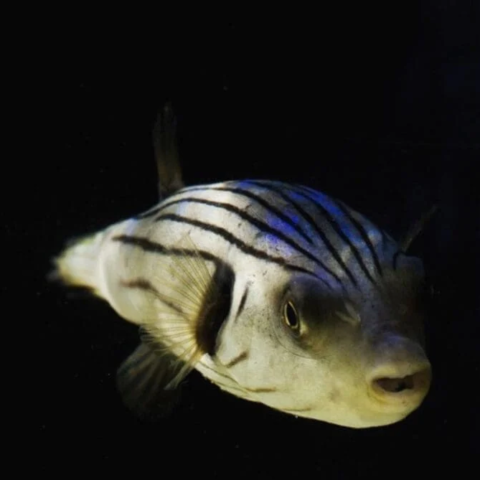 Manila Puffer