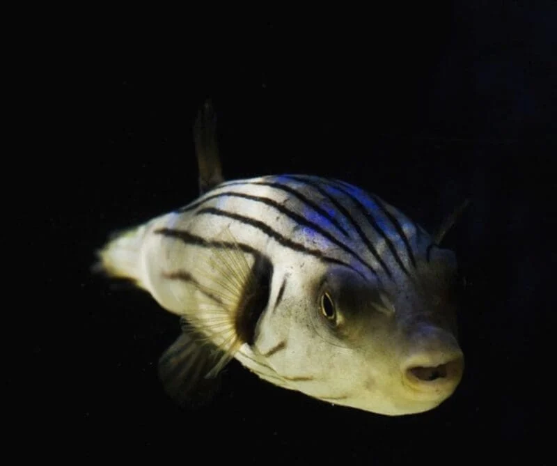Manila Puffer