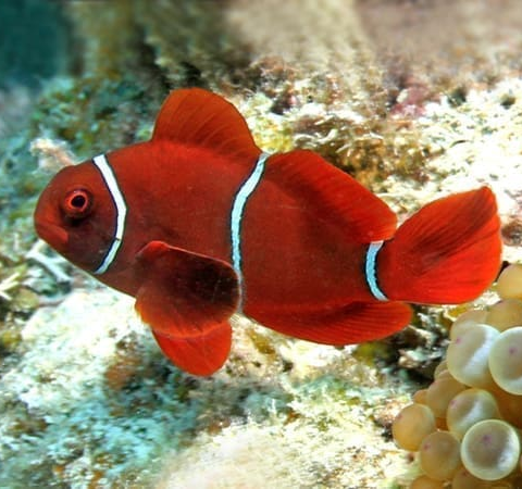 Maroon White Stripe Clown