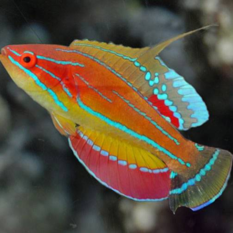McCoskers Flasher Wrasse Male
