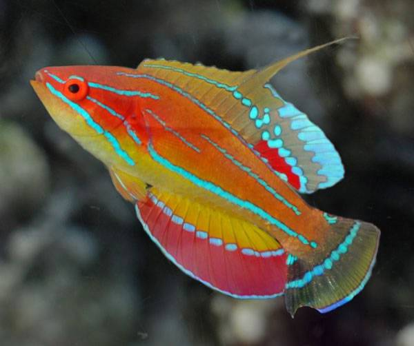McCoskers Flasher Wrasse Male