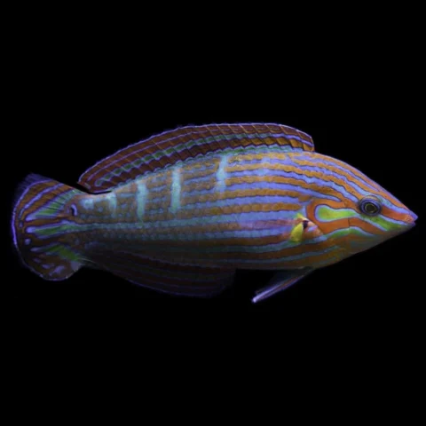 Melanurus Wrasse