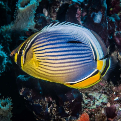Melon Butterflyfish